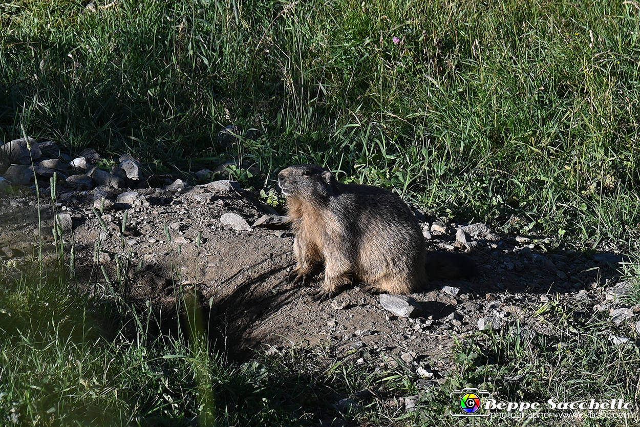 VBS_1 -  Plateau du Mont-Cenise, Grand Croix, Marmotte_-_0045 mt.jpg